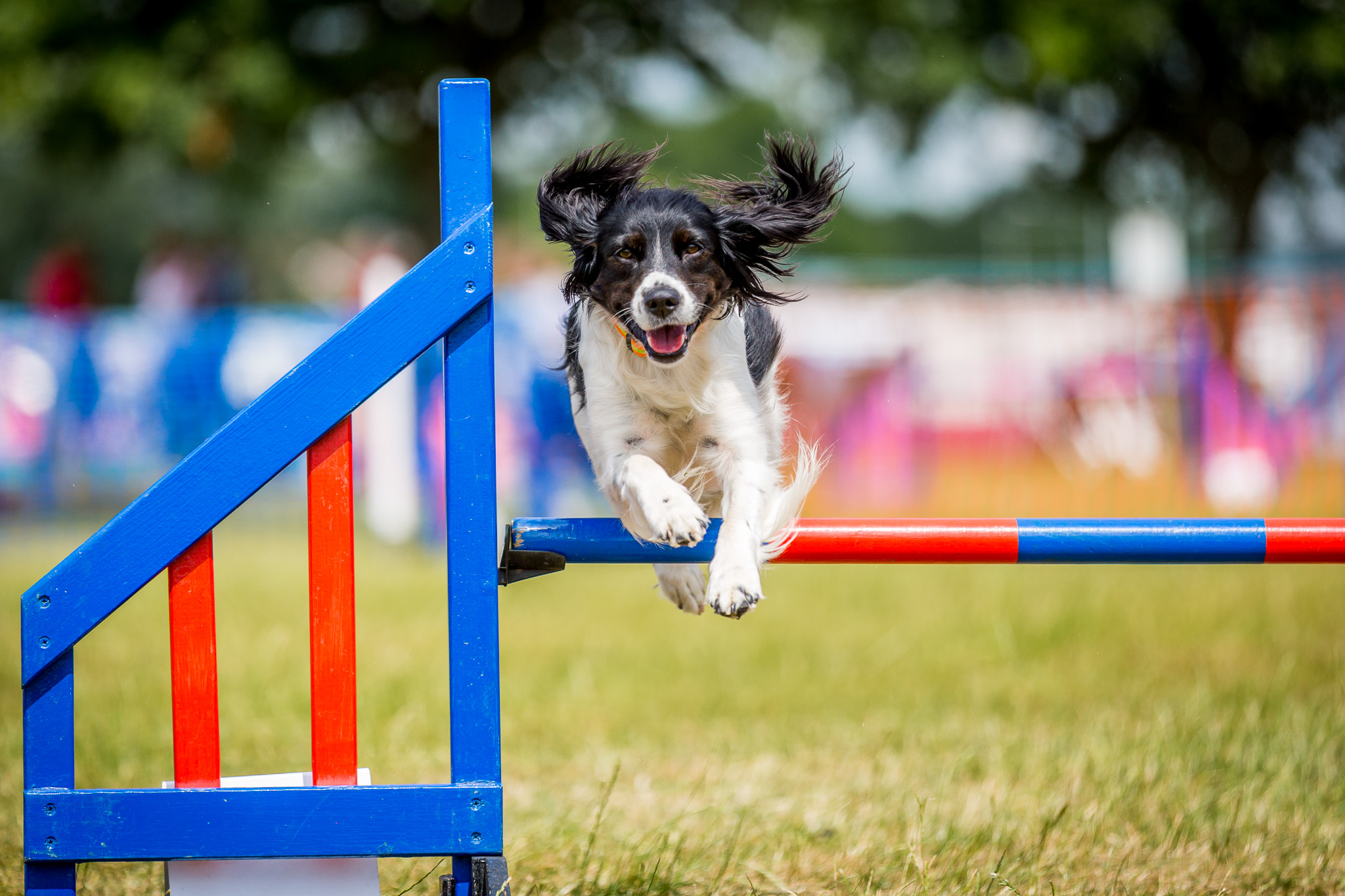 Agility photography sales