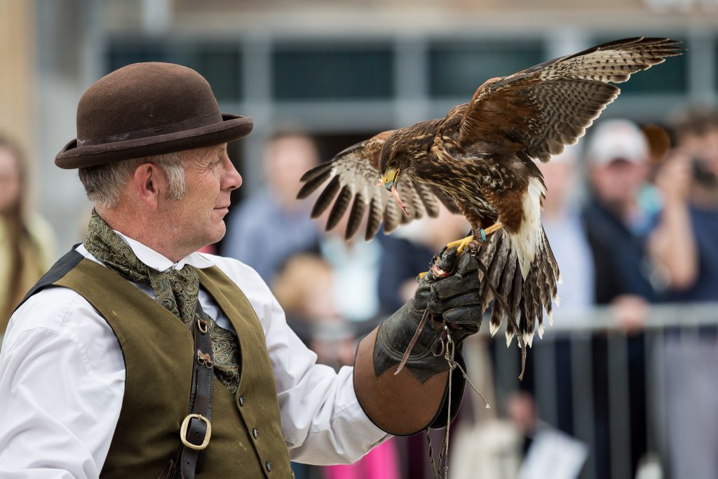 Falconry Display Peterborough