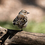 Bird & Wildlife Photography Course
