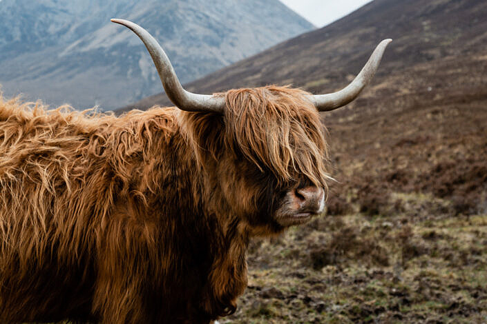 Highland Cattle Scotland